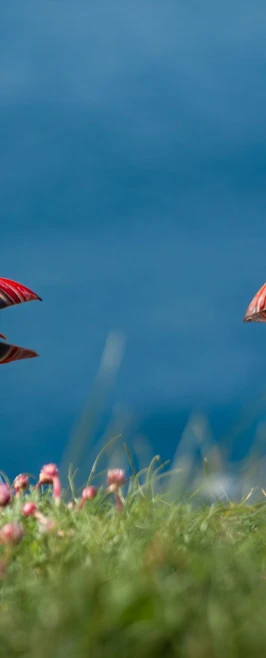 Two Atlantic puffins on a grassy cliff with pink flowers, one calling out while the other looks on, with a bright blue sea in the background. Two Atlantic puffins on a grassy cliff with pink flowers, one calling out while the other looks on, with a bright blue sea in the background.